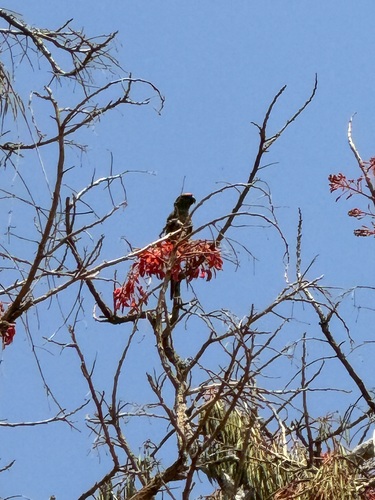 Golden-capped Parakeet (aurifrons)