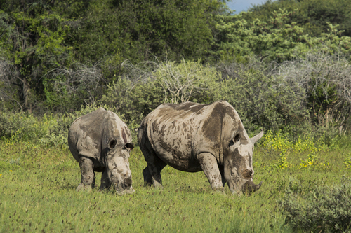 Southern White Rhinoceros