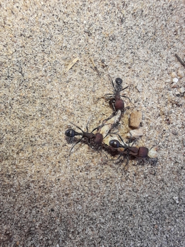 宽头须蚁Pogonomyrmex laticeps