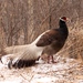 Brown Eared-Pheasant - Photo (c) HUANG QIN, all rights reserved, uploaded by HUANG QIN