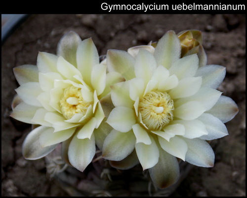 Gymnocalycium uebelmannianum