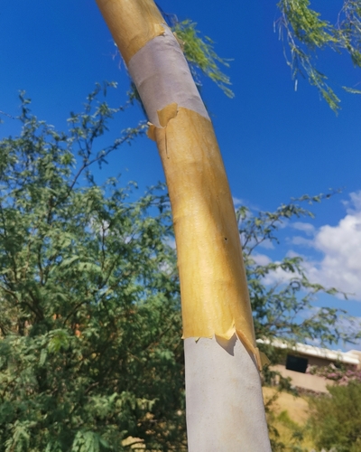 Willard's Acacia