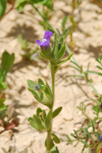 Chaenorhinum calycinum