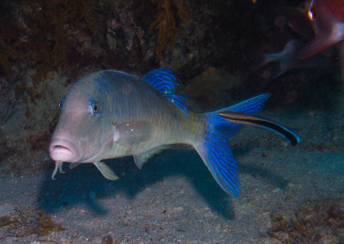 Goldsaddle Goatfish