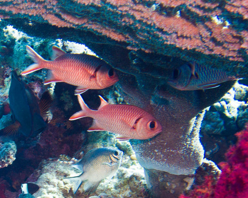 Crimson Soldierfish — seen at this dive site