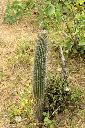 Lasiocereus fulvus