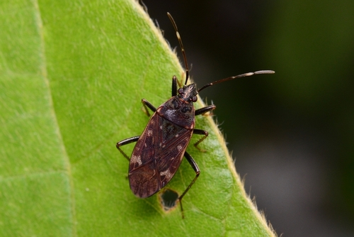 Neolethaeus lewisi · iNaturalist