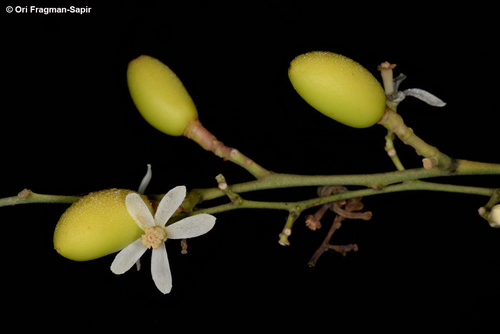 Neem