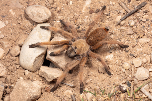 Rio Grande Gold Tarantula