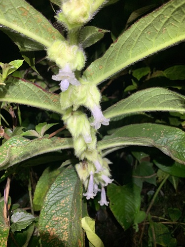 Columnea eburnea