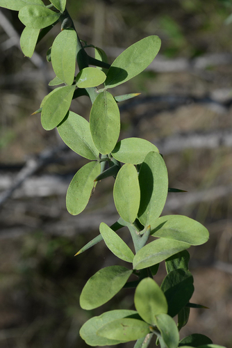 simple-thorned greenthorn