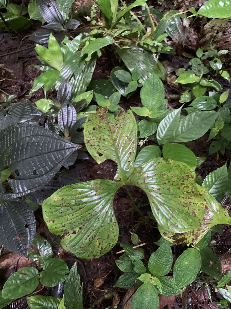 Anthurium draconopterum  iNaturalist