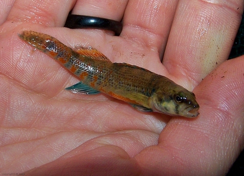 Creole Darter
