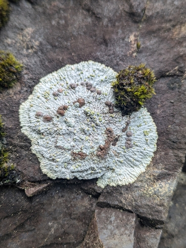 Placopsis lambii Hertel & V.Wirth