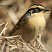 Siberian Accentor - Photo (c) Kim, Hyun-tae, all rights reserved, uploaded by Kim, Hyun-tae
