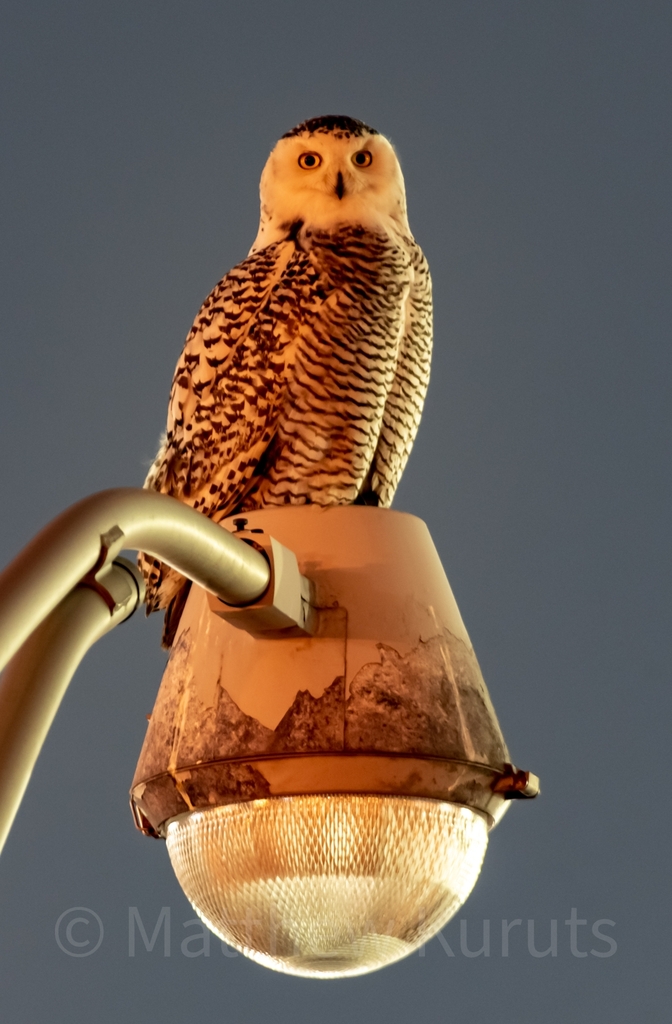 Snowy Owl From Brewster Rd At Bldg 95 Newark NJ 07114 USA On March 3 Snowy owl from brewster rd at bldg 95 newark nj 07114 usa on march 3