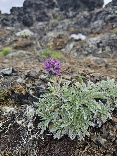 Silky Phacelia