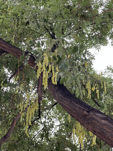 Japanese pagoda tree