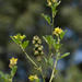 Crotalaria medicaginea - Photo (c) Ori Fragman-Sapir, όλα τα δικαιώματα διατηρούνται