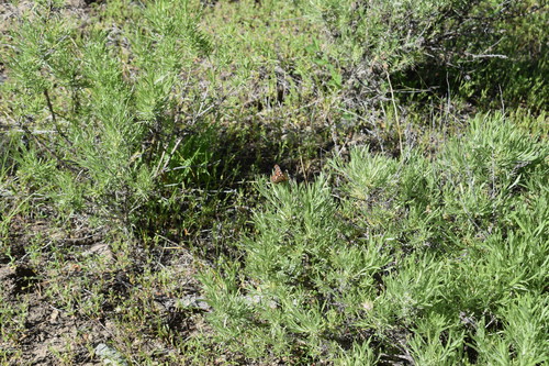 iNaturalist observation photo of Edith's Checkerspot