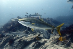 Yellowtail amberjack