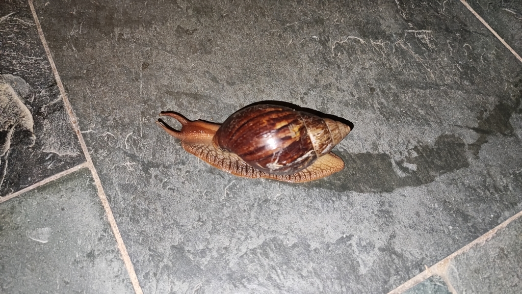 Snail Gd Giant Blonde Snail from Heyuan, CN-GD, CN on August 14, 2024 at 07:18 ...