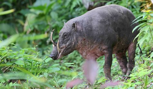 Togian Babirusa (Babyrousa togeanensis) — Endangered Mammalia