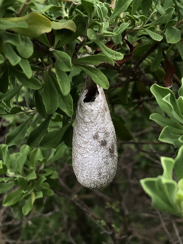 Calleta Silkmoth
