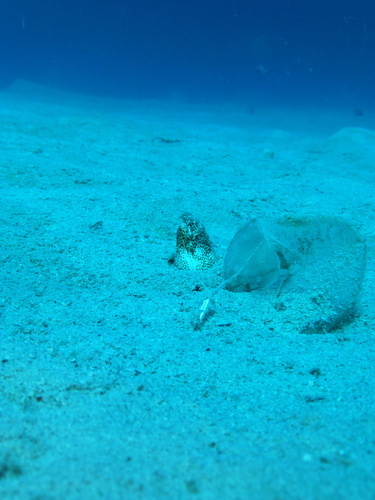 Marbled Snake Eel — seen at this dive site