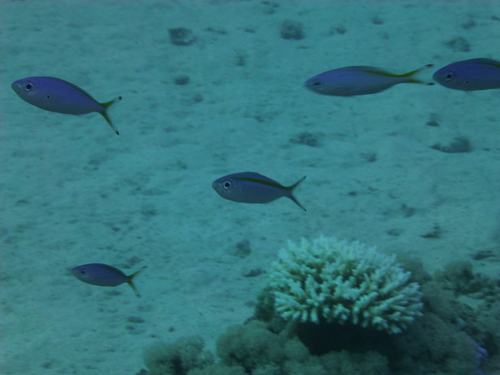 Suez Fusilier — seen at this dive site