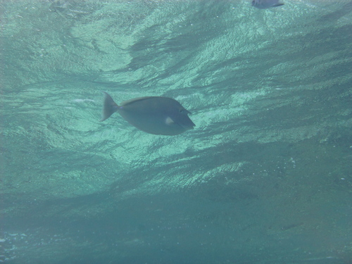 Bluespine Unicornfish — seen at this dive site