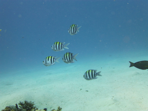 Indo-Pacific Sergeant Major — seen at this dive site