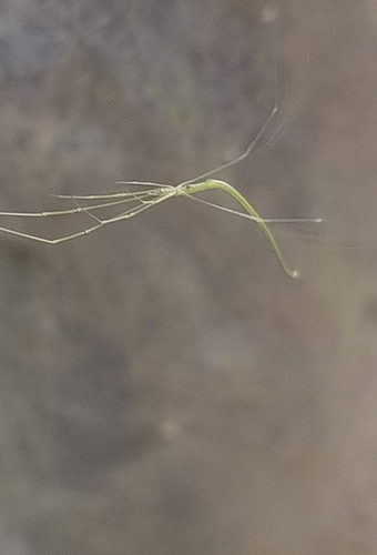 Ariamnes simulans