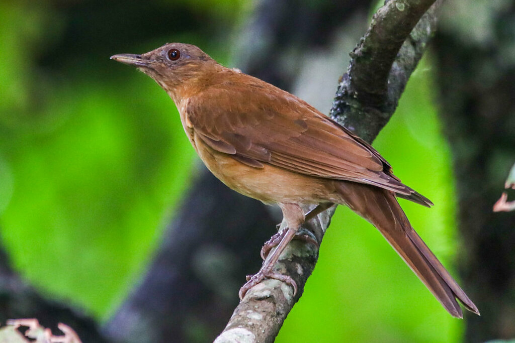 Hauxwell's Thrush photo