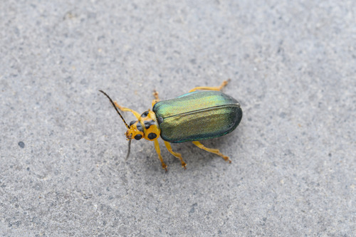 Pyrrhalta aenescens