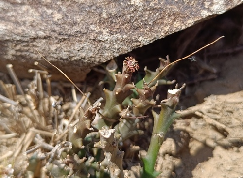 Euphorbia polycephala