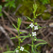 Alpine Bastard-Toadflax - Photo (c) Anne, all rights reserved