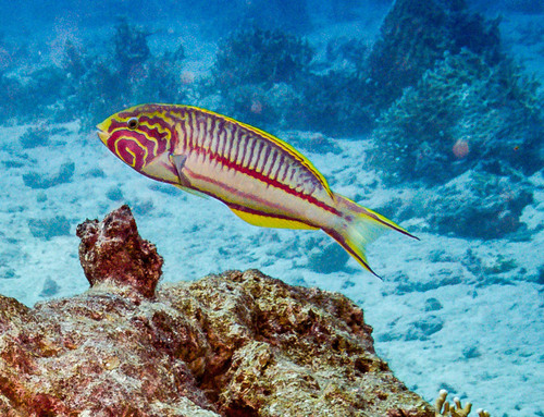 Klunzinger's Wrasse — seen at this dive site