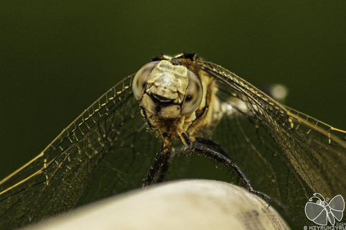 White-tailed Skimmer