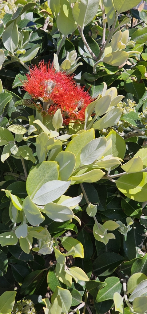 Rātā and allies from Coffs Harbour NSW 2450, Australia on September 16 ...