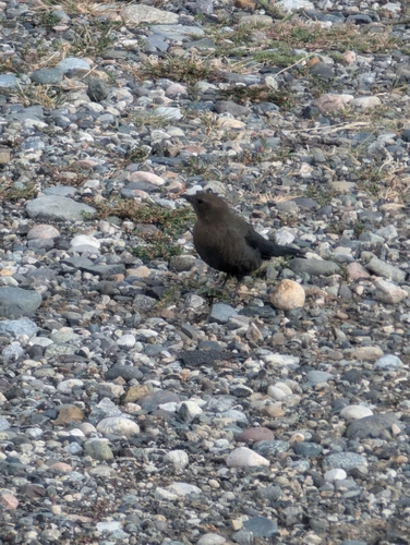 iNaturalist observation 2024-09-16