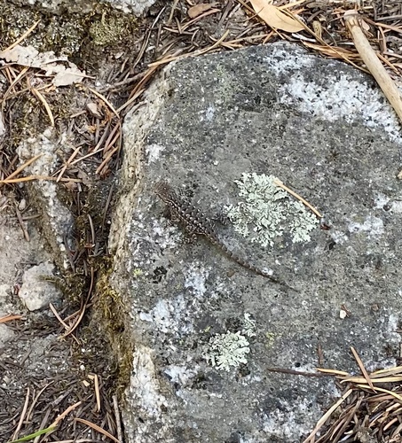 iNaturalist observation photo of Western Fence Lizard