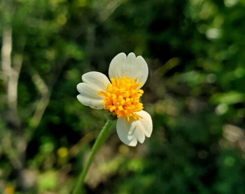 Tridax