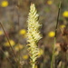 Western Ladies' Tresses - Photo (c) Len Mazur, all rights reserved, uploaded by Len Mazur