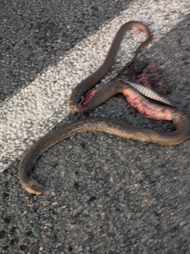 Eastern Brown Snake sighting