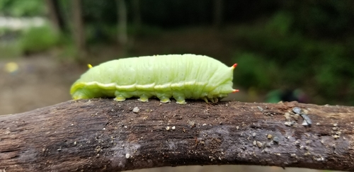 Tulip-tree Silkmoth
