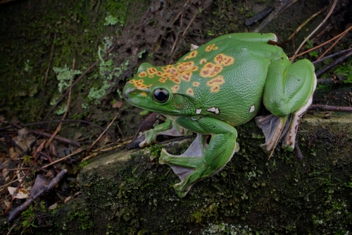 Chinese Flying Frog
