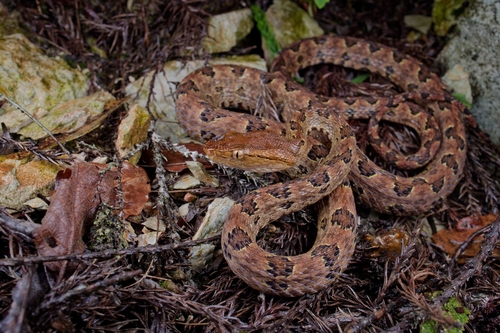 Brown spotted pitviper