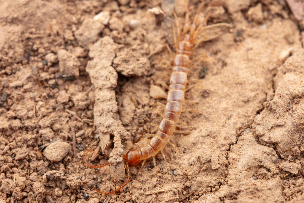 Lithobiidae from Val Verde County, TX, USA on March 11, 2024 at 01:42 ...
