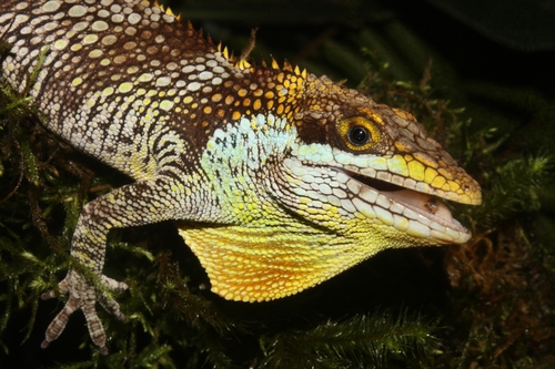 Anolis vanzolinii